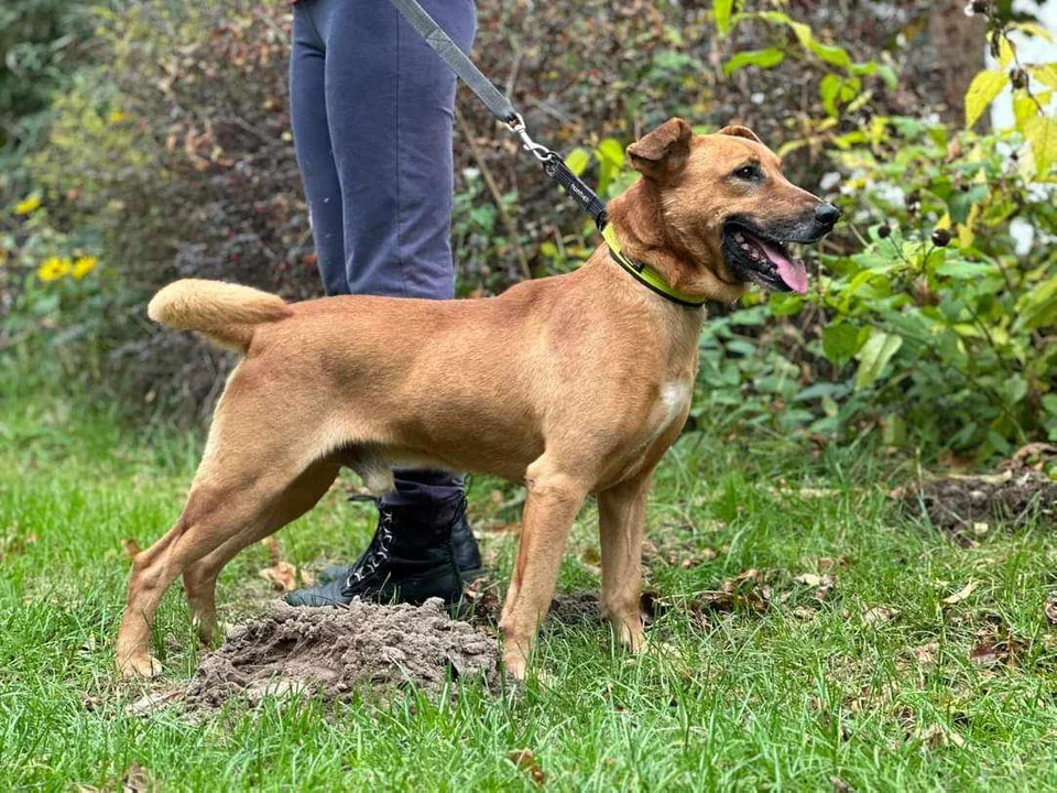 Stowarzyszenie Zwierzoluby Mielec - pieski do adopcji