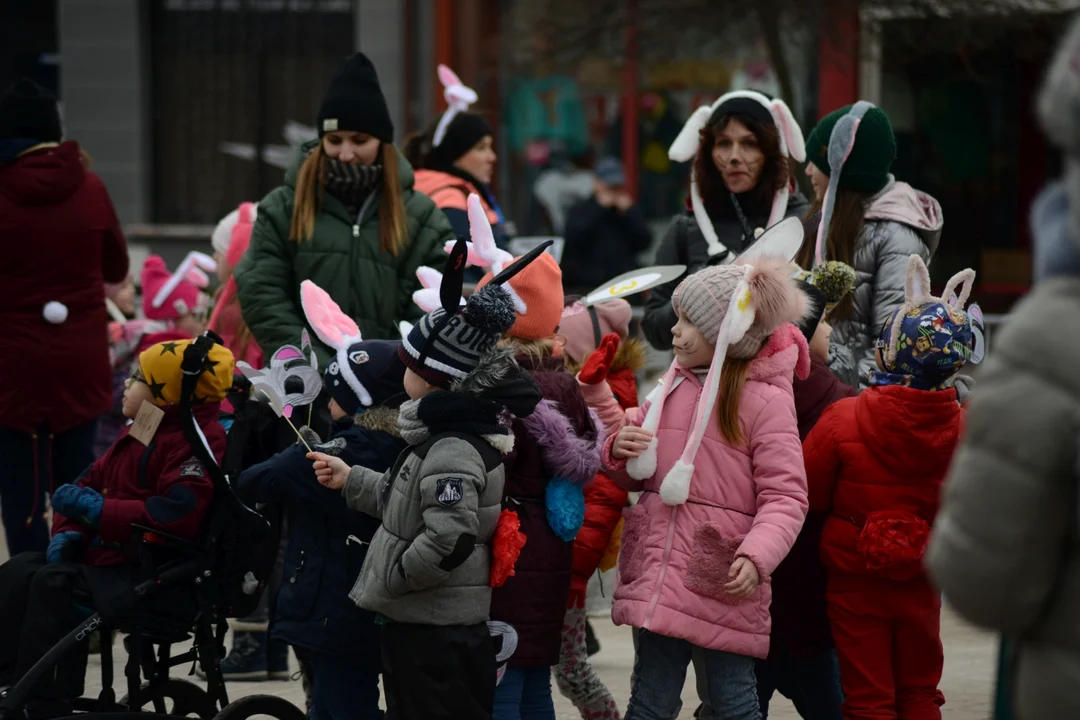 Rekord Polski dla Bartoszka Jędrasika chorego na SMA. W Tarnobrzegu zgromadziło się ponad 500 osób przebranych za króliki