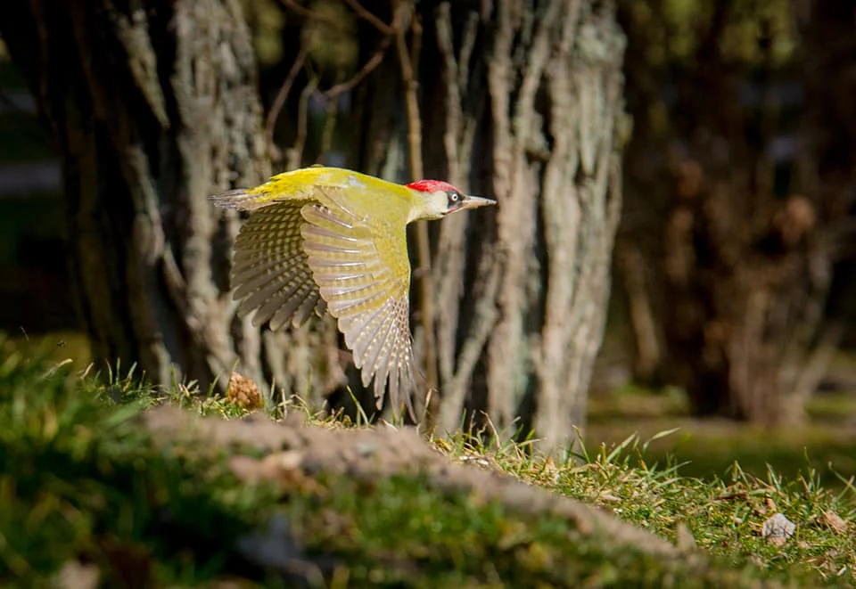 Piękne ujęcia ptaków autorstwa Andrzeja Tomczyka