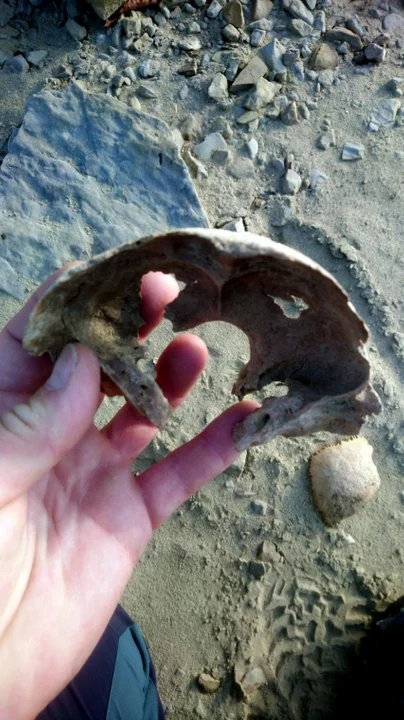 Ludzkie kości znalezione w Solinie