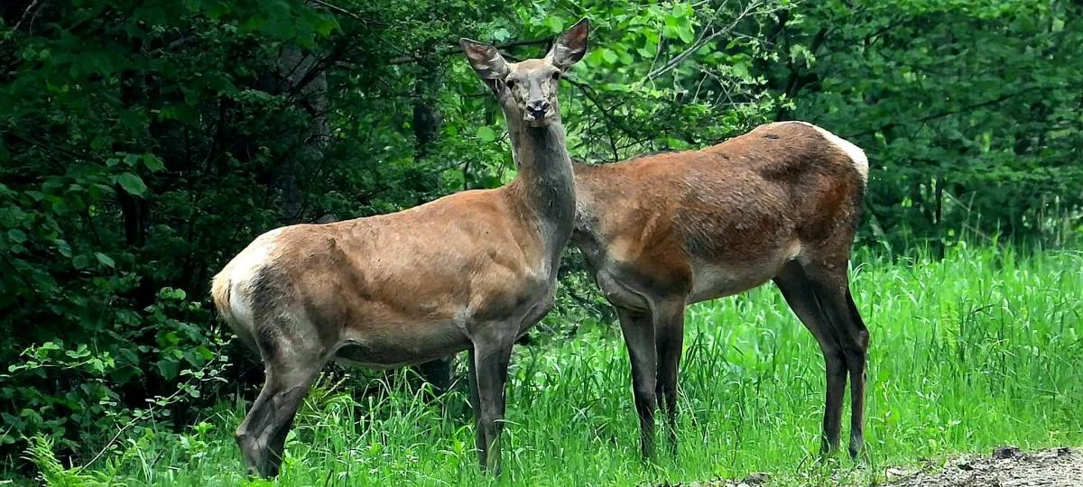 Łanie