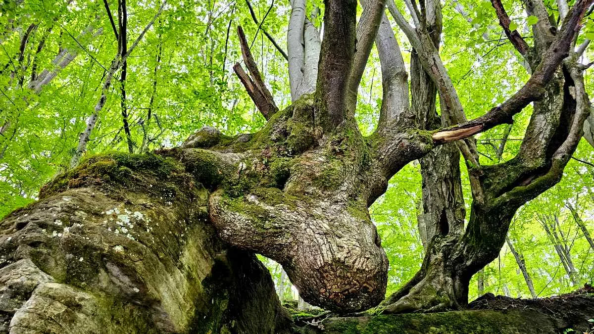 Łoś z Zawoju. To jedno z najchętniej fotografowanych drzew w Bieszczadach [ZDJĘCIA] - Zdjęcie główne