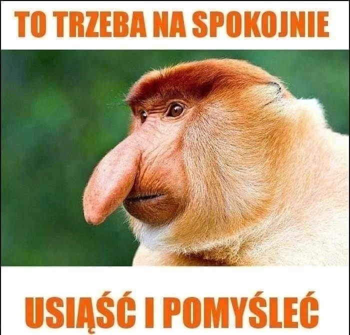 Memy po meczu Albania - Polska