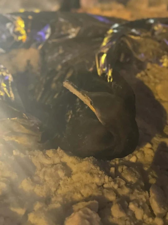 Kormoran przymarzł na Sanie