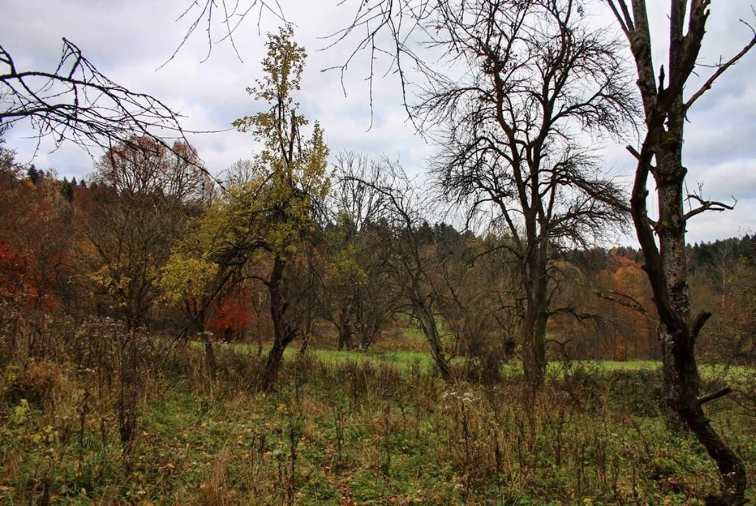 Paniszczów. Zdziczały sad