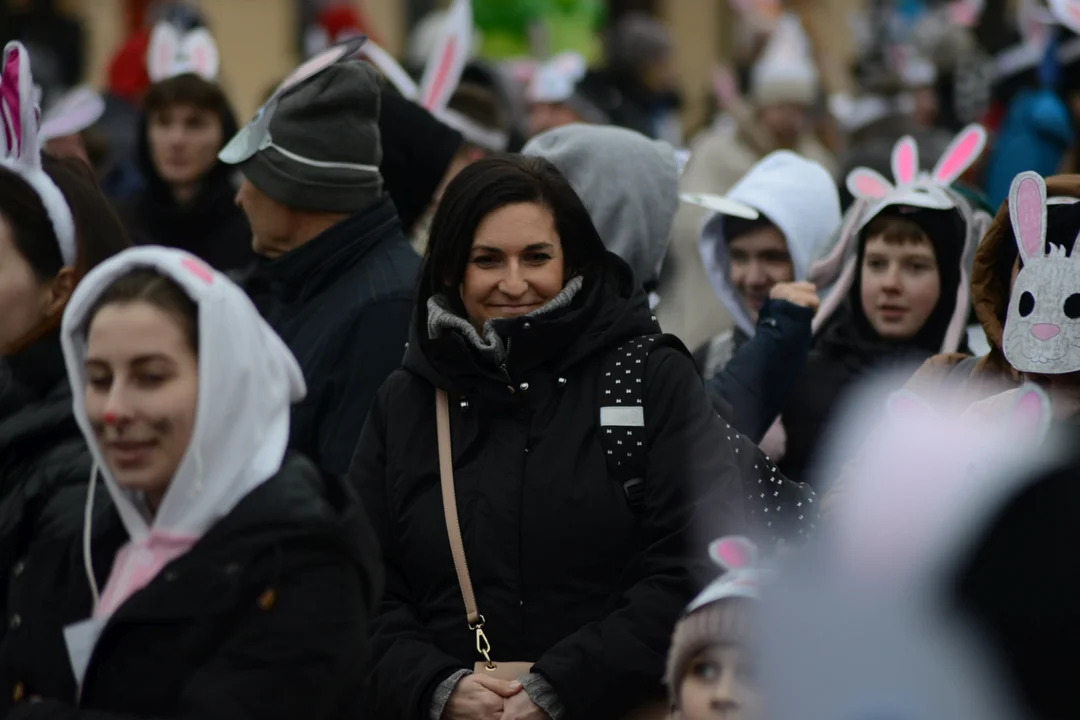Rekord Polski dla Bartoszka Jędrasika chorego na SMA. W Tarnobrzegu zgromadziło się ponad 500 osób przebranych za króliki