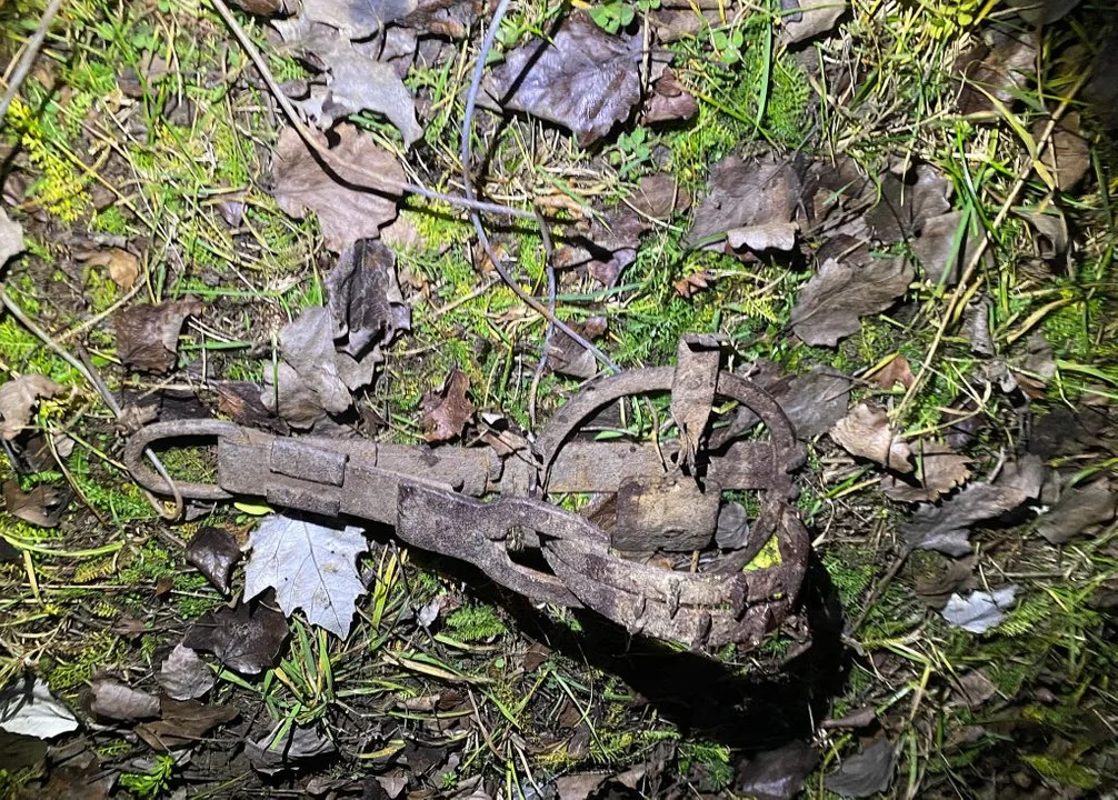 Lis w niebezpieczeństwie!