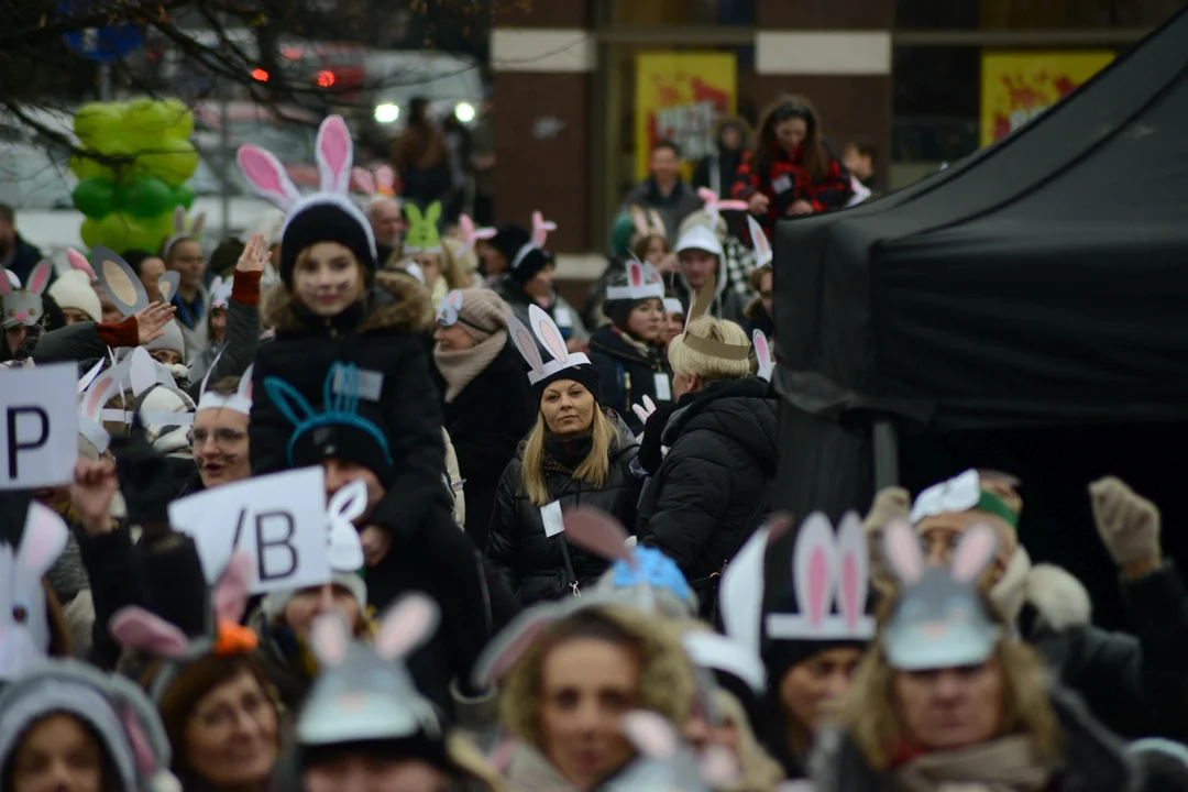 Rekord Polski dla Bartoszka Jędrasika chorego na SMA. W Tarnobrzegu zgromadziło się ponad 500 osób przebranych za króliki
