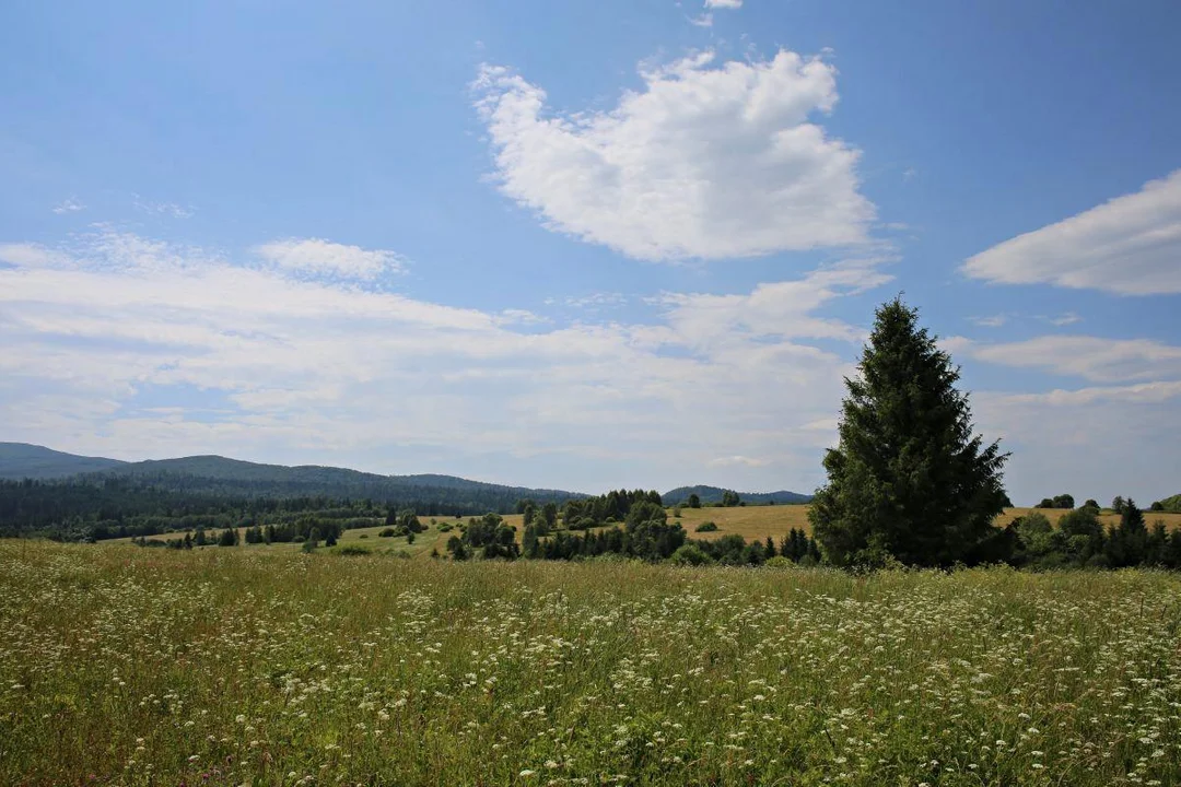 Tarnawa Niżna