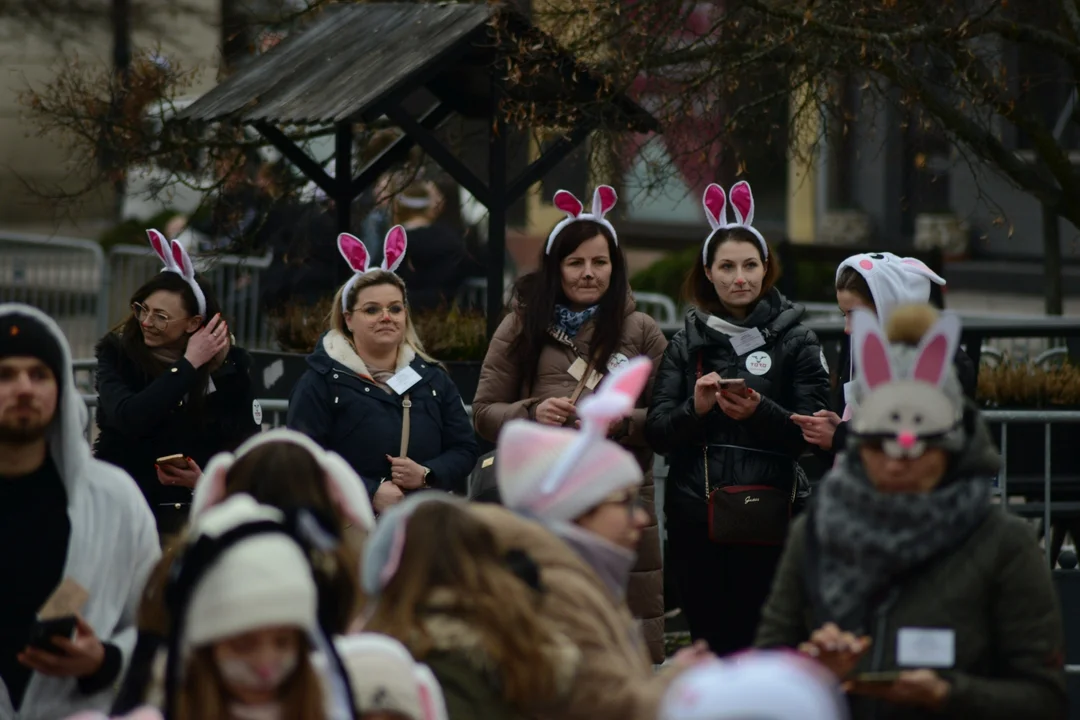 Rekord Polski dla Bartoszka Jędrasika chorego na SMA. W Tarnobrzegu zgromadziło się ponad 500 osób przebranych za króliki