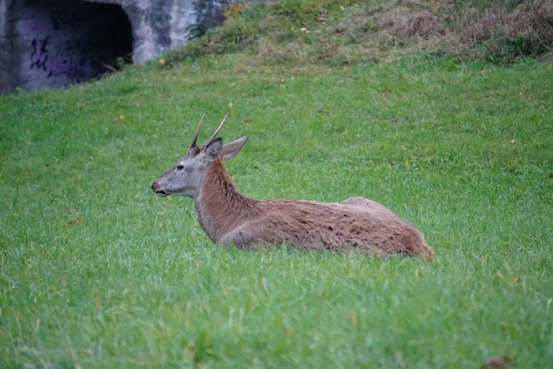 Dzikie zwierzęta w Ustrzykach Dolnych