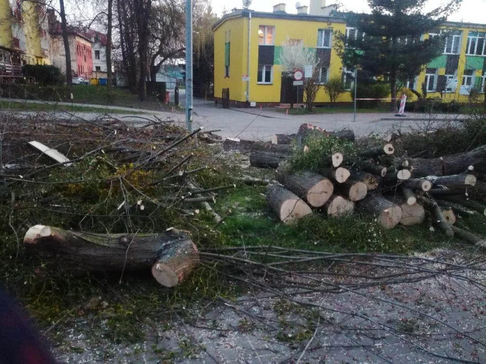 Wycinka drzew w Tarnobrzegu