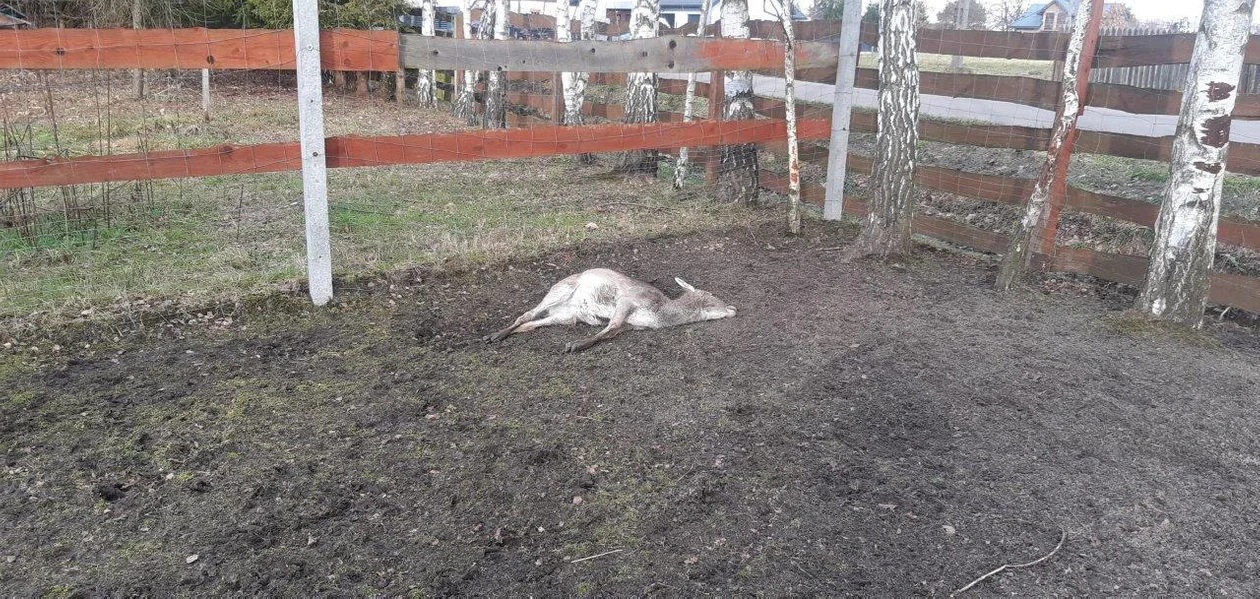 Atak wilków w powiecie kolbuszowskim