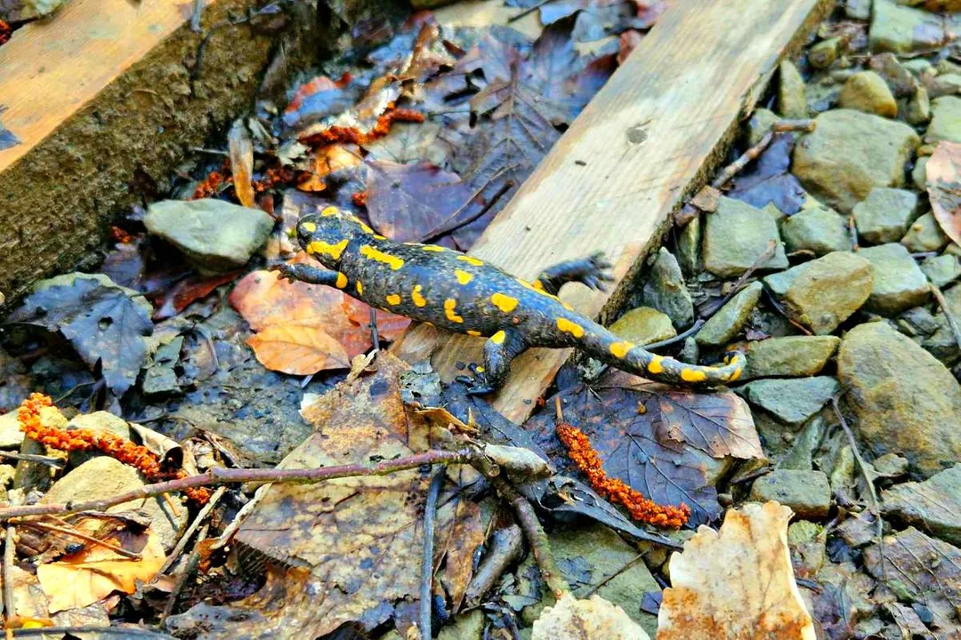 Salamandra plamista