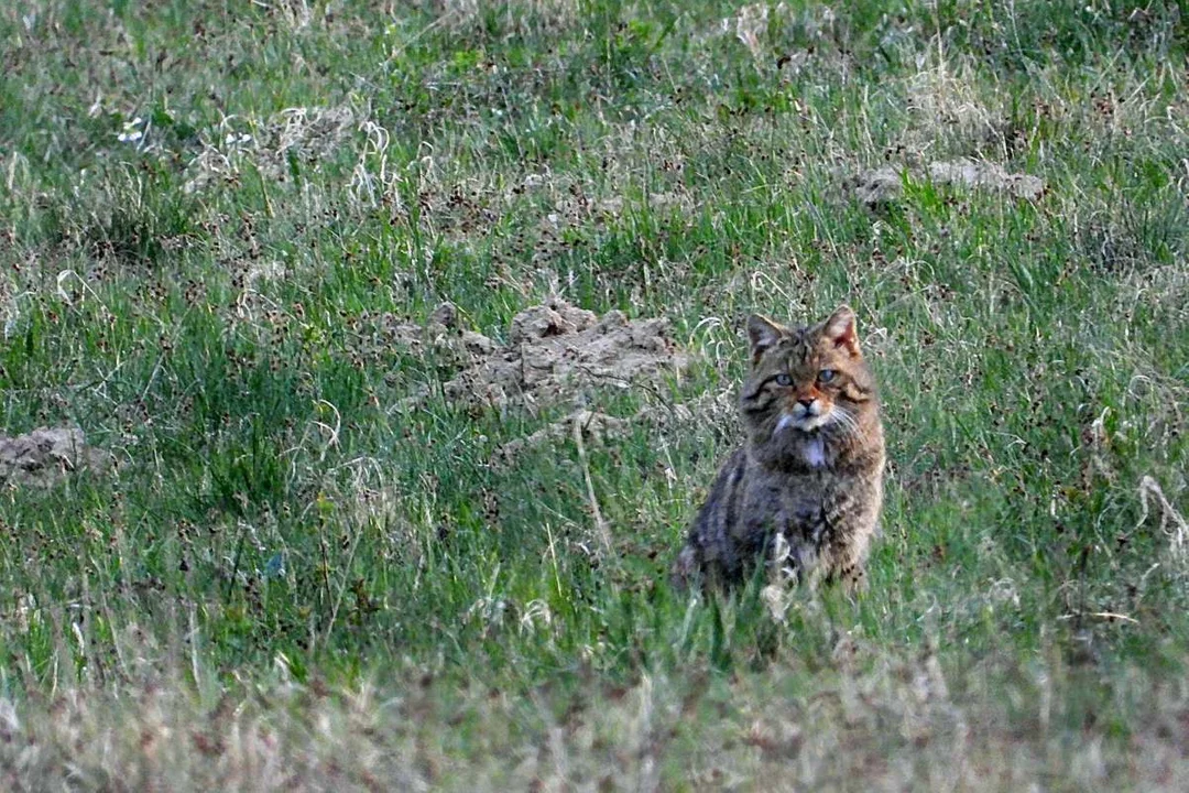 Żbik na polanie w Bieszczadach