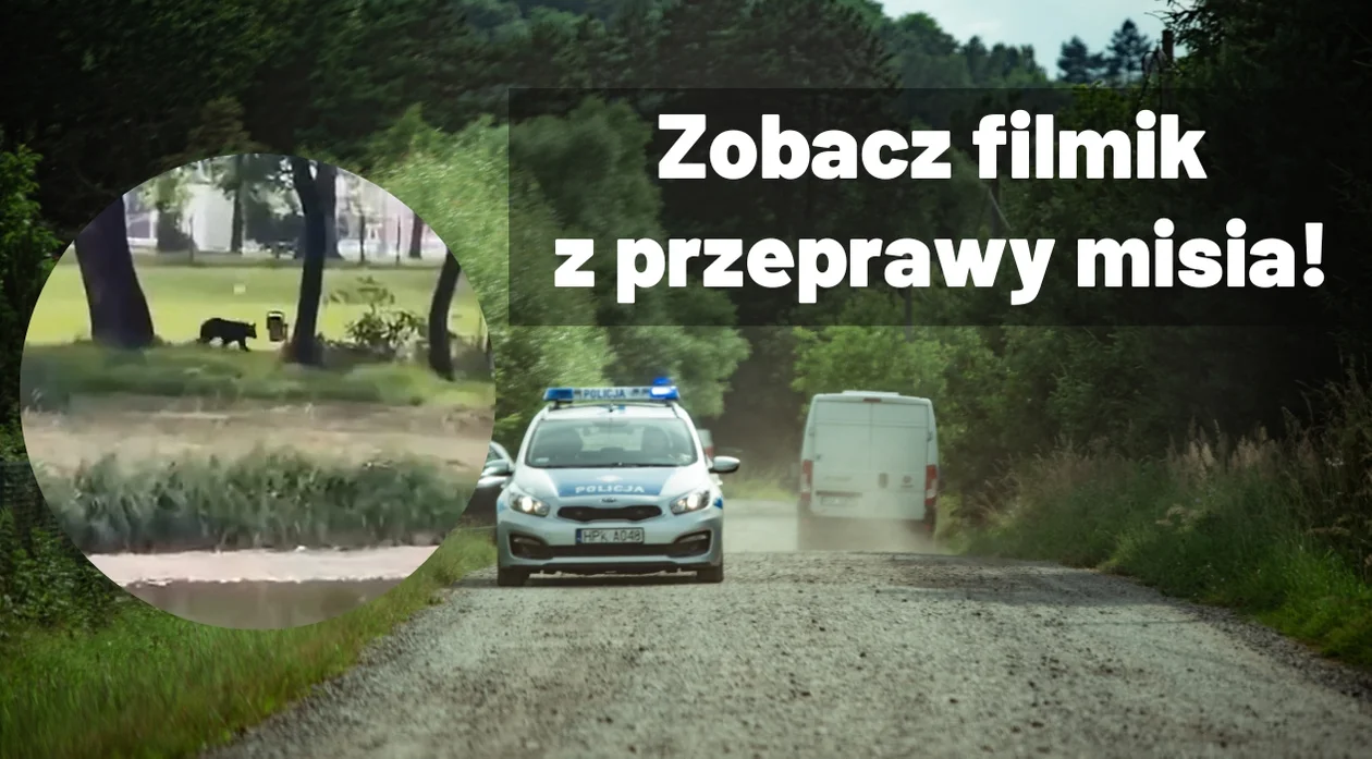 UWAGA! Niedźwiedź przepłynął przez San od strony komendy policji w stronę basenów! [WIDEO] - Zdjęcie główne