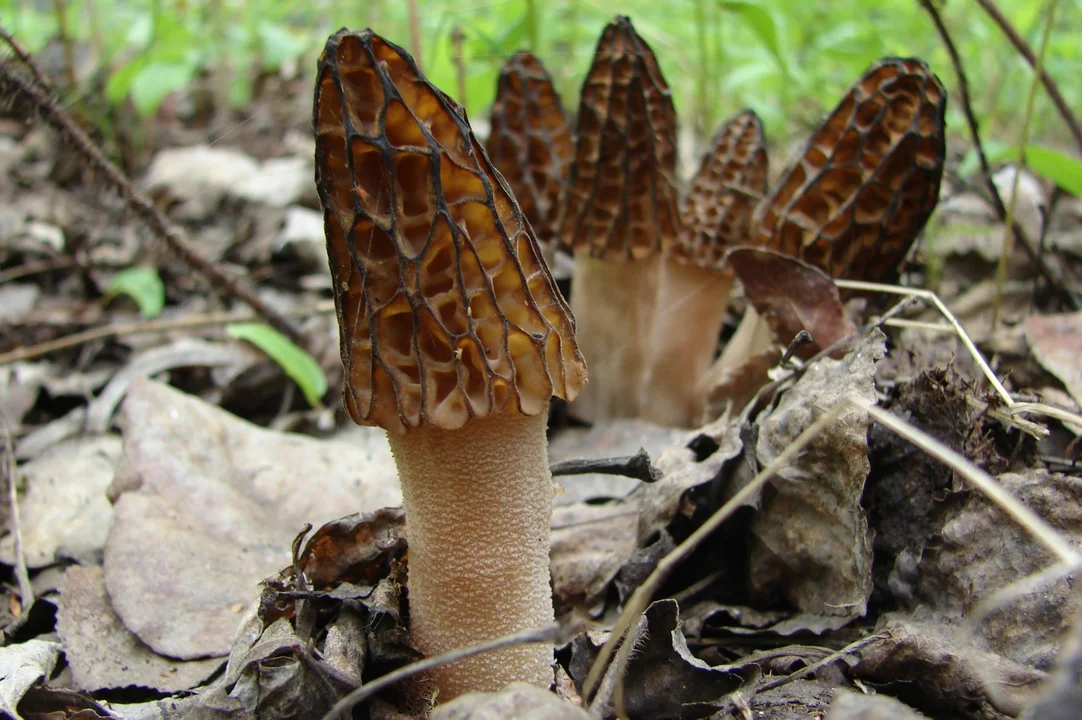 Smardz wyniosły (Morchella elata) - jadalny.