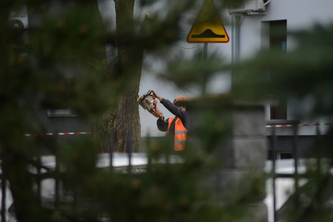 Wycinka drzew po tarnobrzesku. Mieszkańcy protestują, a piły i tak poszły w ruch [ZDJĘCIA] - Zdjęcie główne