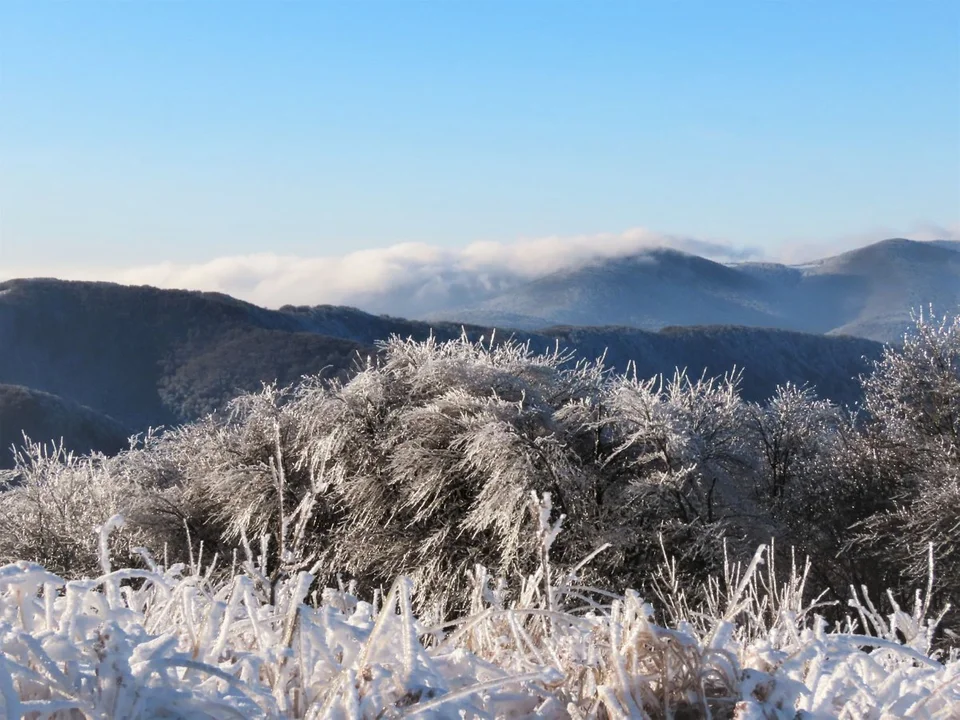 Bieszczady. Połonina Wetlińska