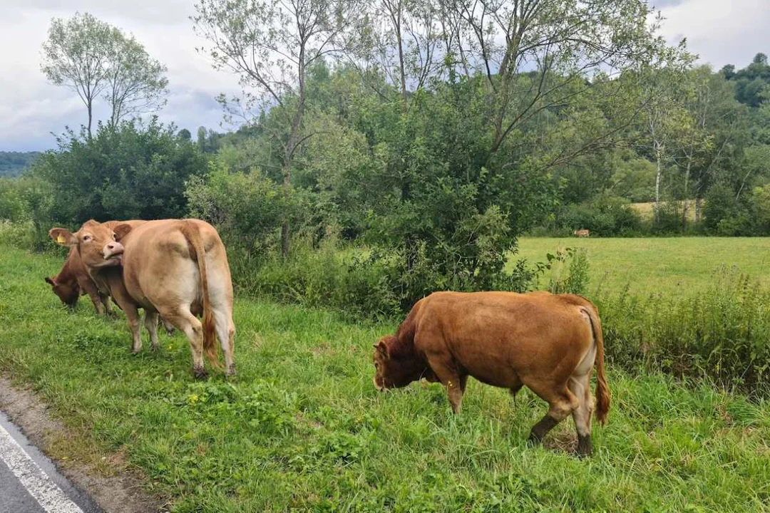 Przy Małej Obwodnicy Bieszczadzkiej