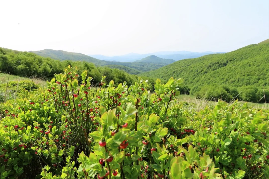 Gniazdo Tarnicy i Halicza - panorama