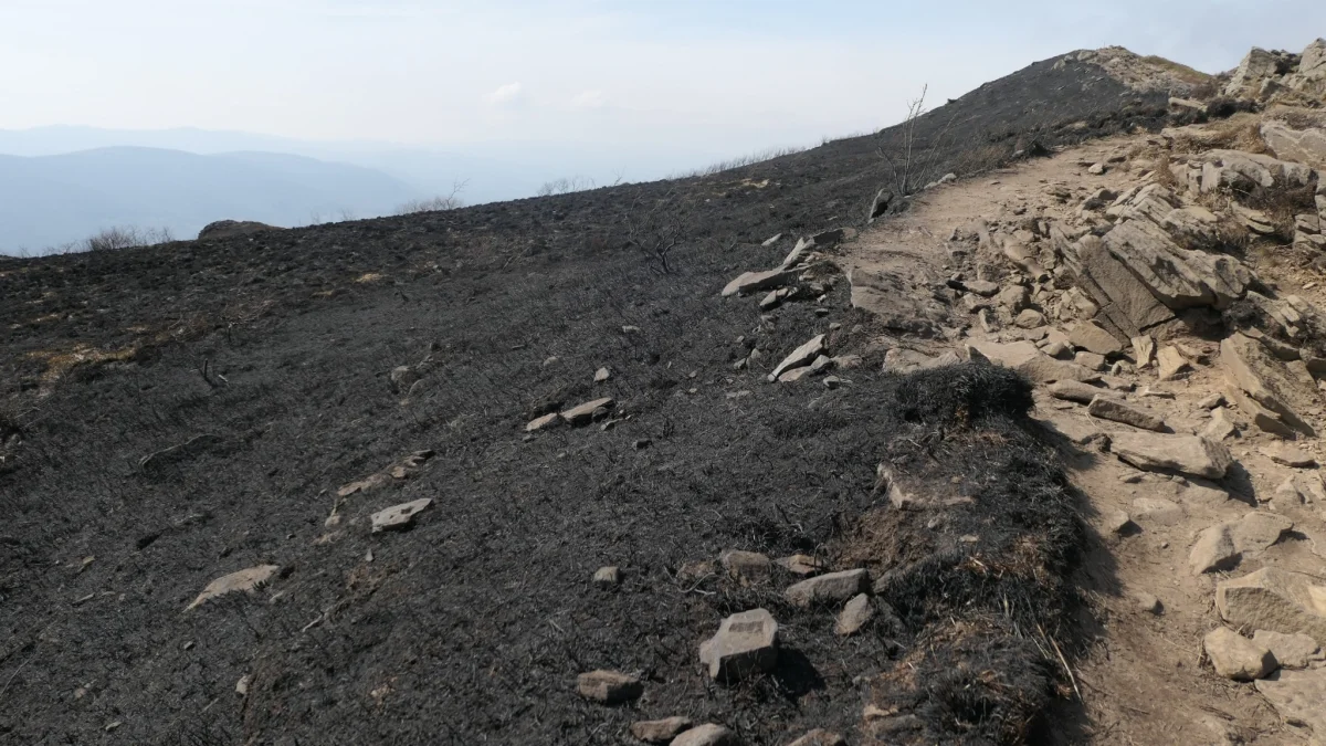 Bieszczady. Połonina Caryńska po pożarze. Zobaczcie najnowsze zdjęcia [ZDJĘCIA] - Zdjęcie główne