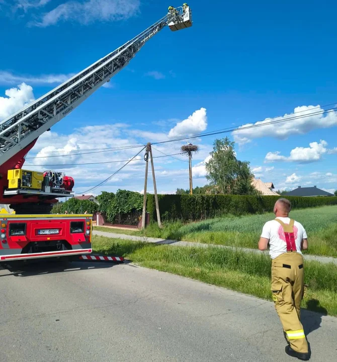 Ratunek dla bocianów z Dąbia