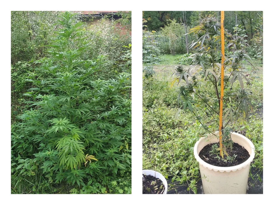 Niósł reklamówkę pełną marihuany. W jego ogródku w Nowej Dębie rosło 22 krzewy konopi [ZDJĘCIA] - Zdjęcie główne