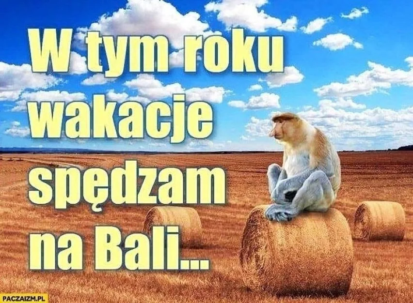 Memy wakacje 2022 - letni czas w krzywym zwierciadle