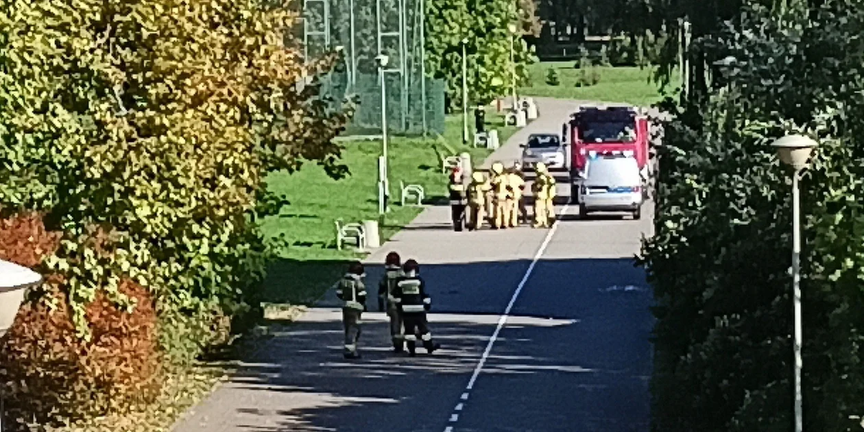 Stado dzików przy stadionie w Rzeszowie