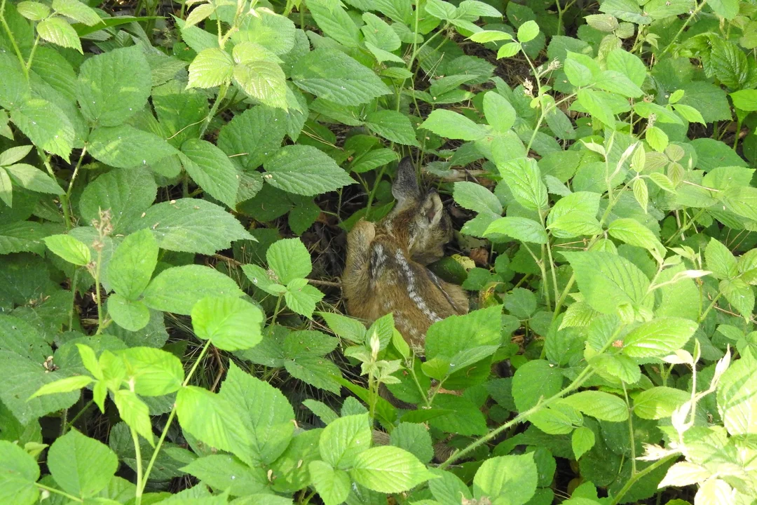 Bieszczady. Widzisz opuszczoną sarenkę w lesie? Nie podchodź do niej - Zdjęcie główne