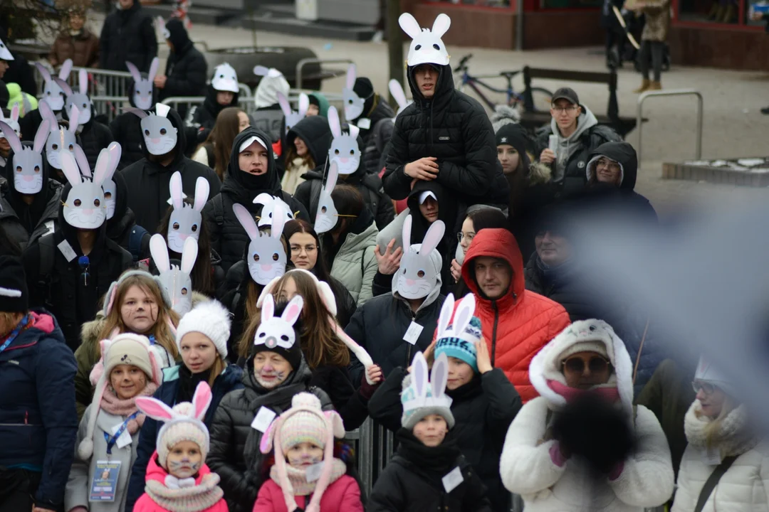 Rekord Polski dla Bartoszka Jędrasika chorego na SMA. W Tarnobrzegu zgromadziło się ponad 500 osób przebranych za króliki