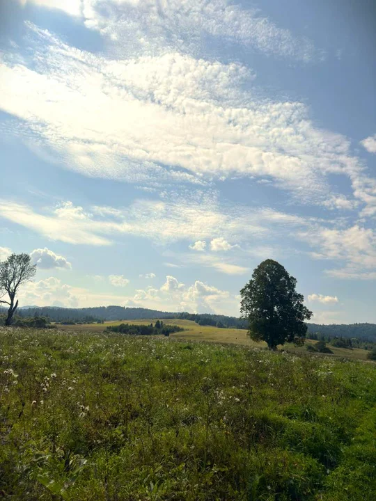 Tarnawa Niżna