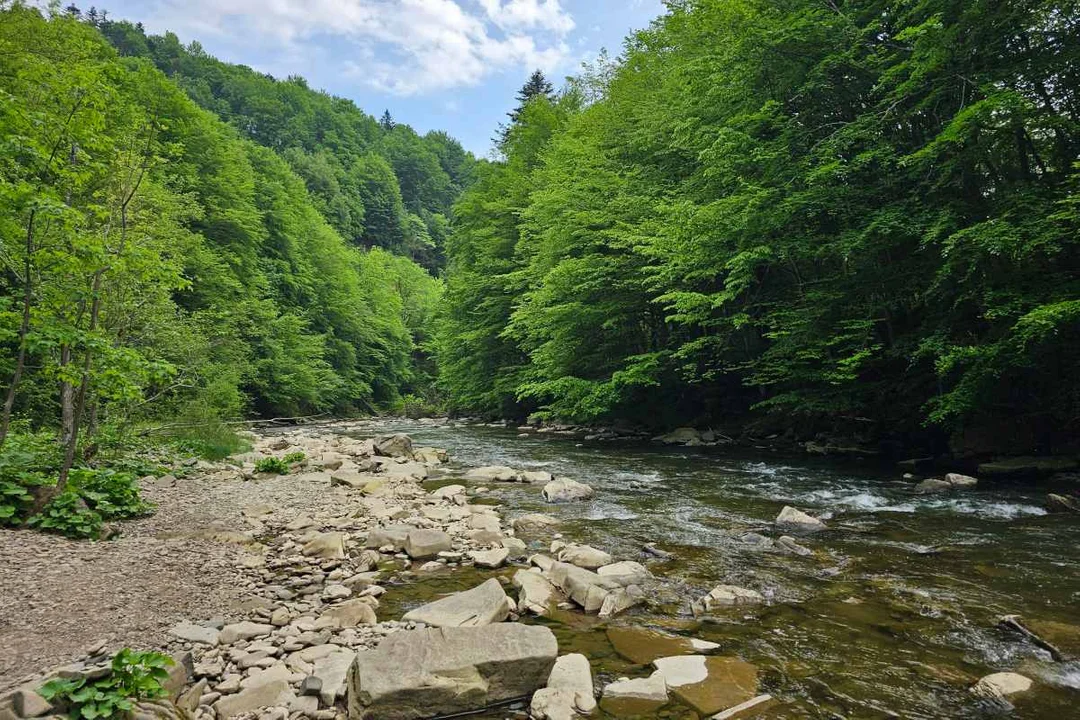 Rezerwat Sine Wiry i Łoś z Zawoju