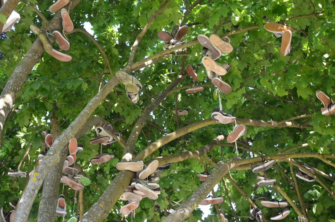 Na tym drzewie w Sanoku "rosną" buty [ZDJĘCIA,WIDEO] - Zdjęcie główne