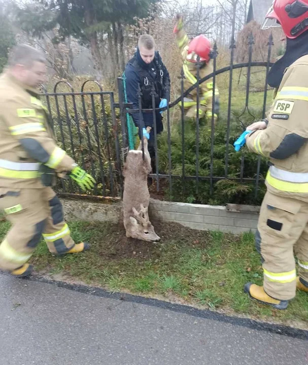 Nietypowa akcja policjantów i strażaków. Jelonek utknął w ogrodzeniu