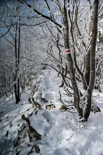 Bieszczady zimą - Połonina Wetlińska