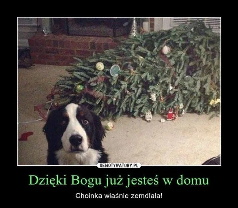 Memy na Święta Bożego Narodzenia