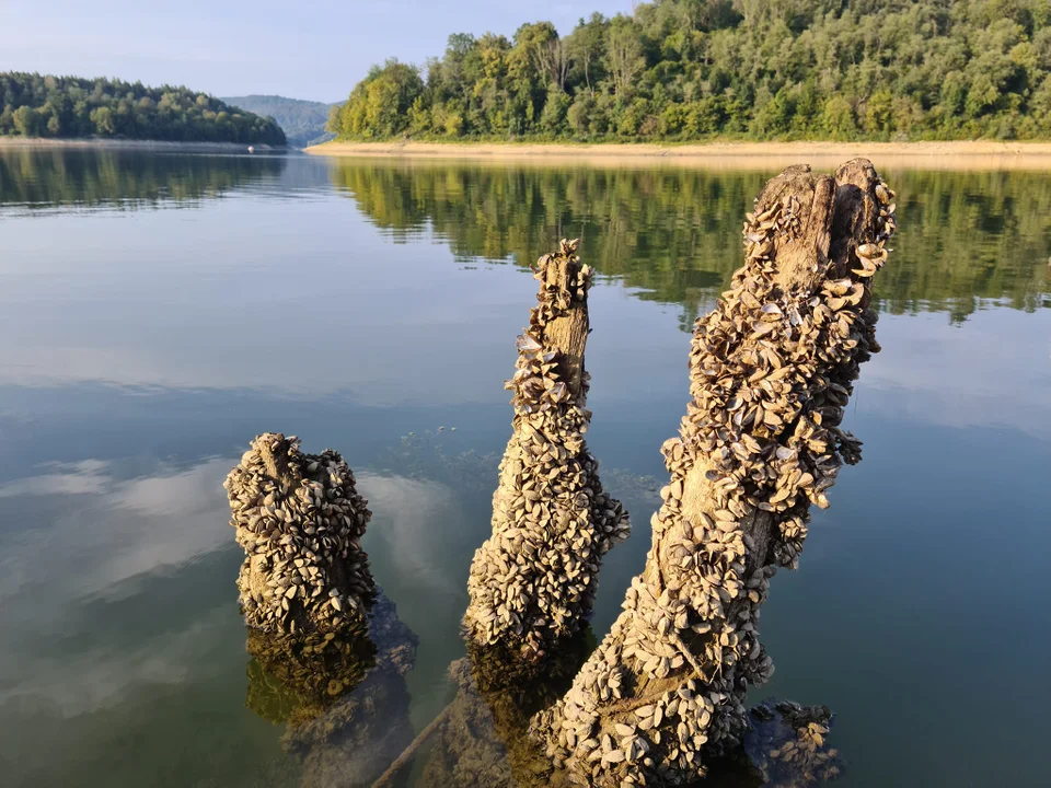 Bardzo niski stan wody w Jeziorze Solińskim