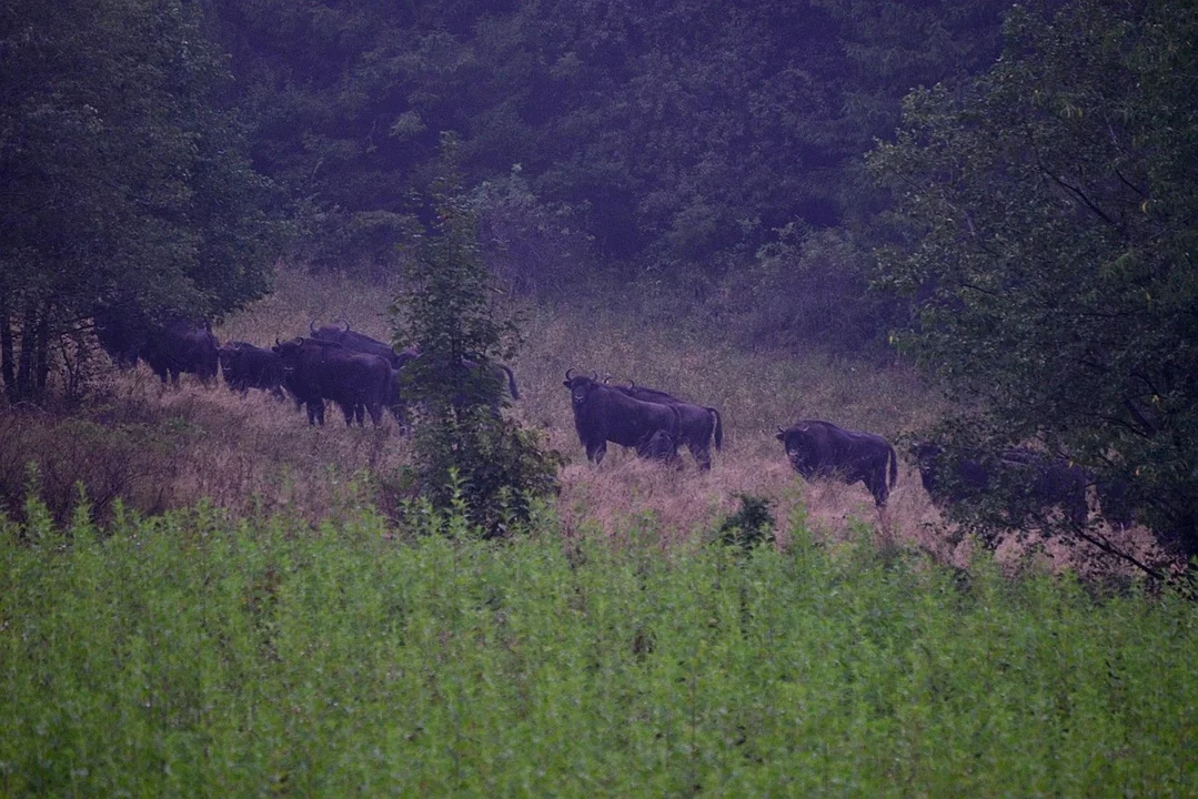 Populacja żubrów w Bieszczadach