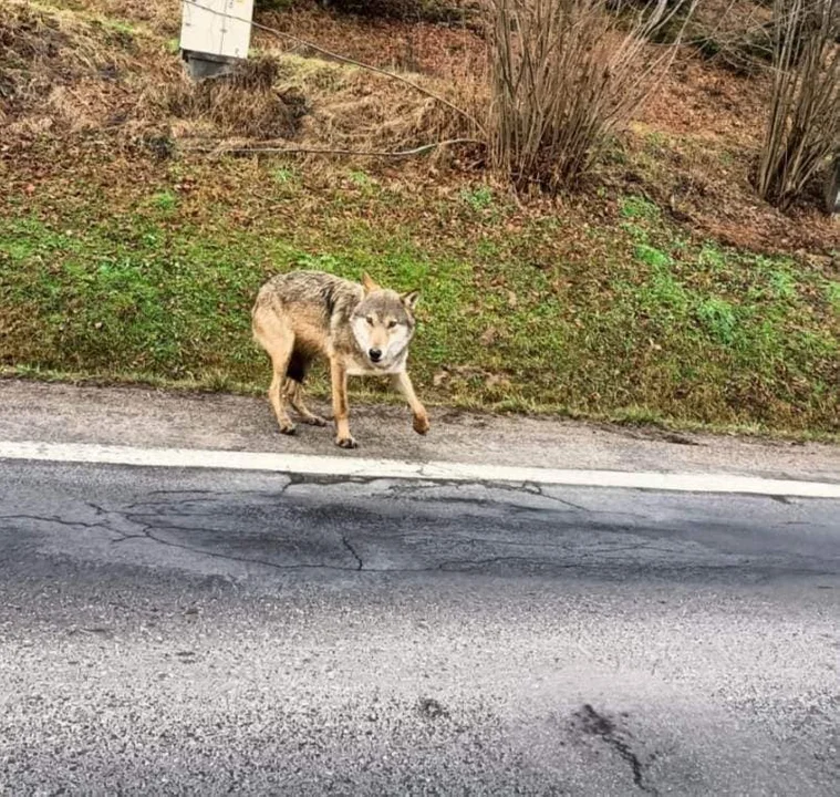 Przy drodze krajowej podleśniczy spotkał wilka