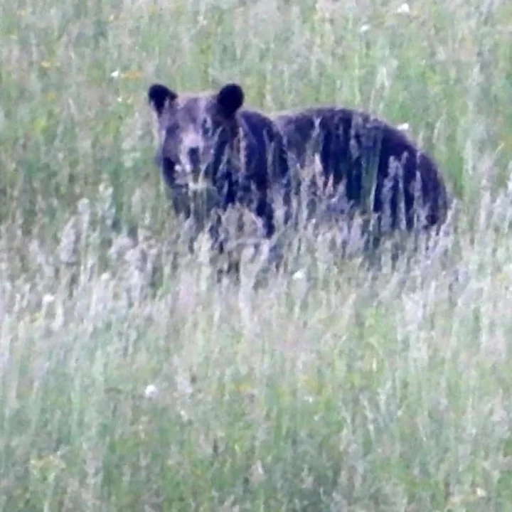 Niedźwiedzia rodzina w okolicach Terki