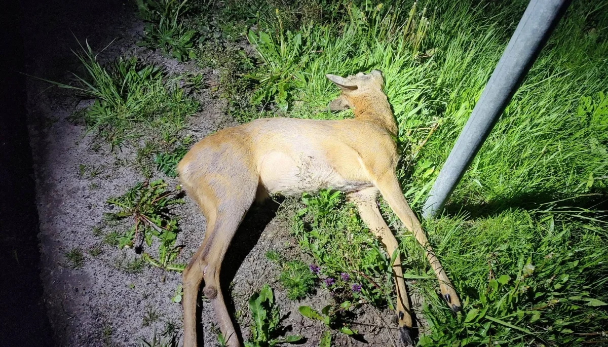 Bieszczady. Zderzenie pojazdu z dzikim zwierzęciem w Trzciańcu. "Apelujemy o zachowanie szczególnej ostrożności" [ZDJĘCIA] - Zdjęcie główne