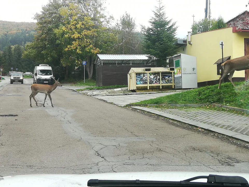 Dzikie zwierzęta na ulicach Ustrzyk Dolnych