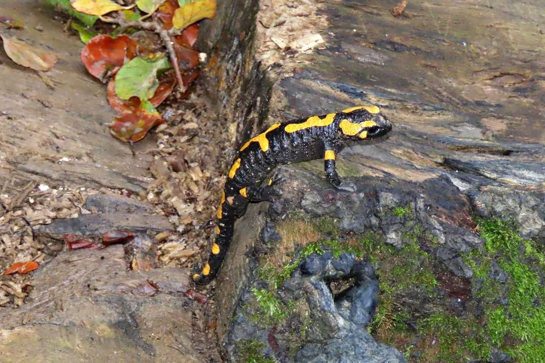 Salamandra plamista