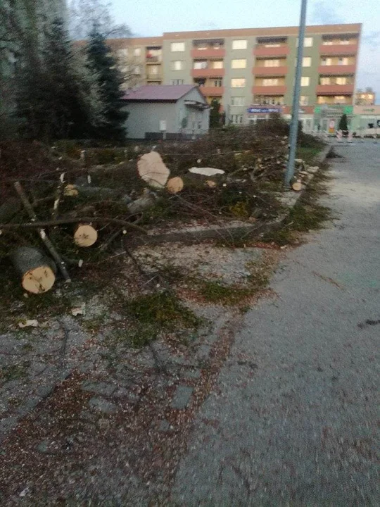 Wycinka drzew w Tarnobrzegu