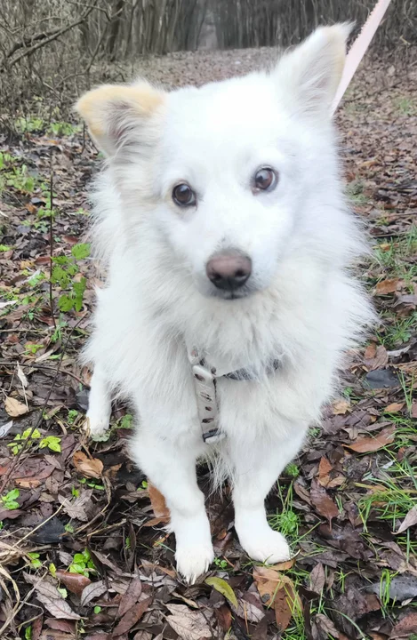 Psiaki do adopcji - Nowa Dęba