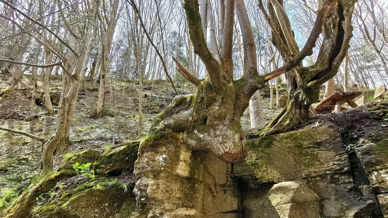 Łoś z Zawoju. To jedno z najchętniej fotografowanych drzew w Bieszczadach [ZDJĘCIA] - Zdjęcie główne