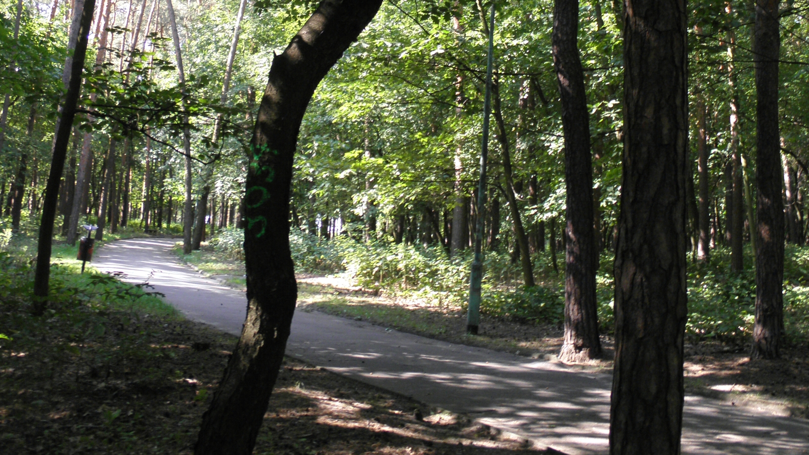 Starostwo pozwoli na dużą wycinkę drzew? - Zdjęcie główne