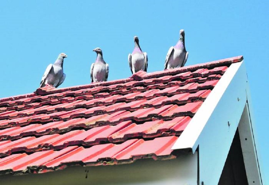 Te gołębie są prawdziwą zmorą! Mieszkańcy narzekają na hodowlę gołębi w centrum Mielca - Zdjęcie główne